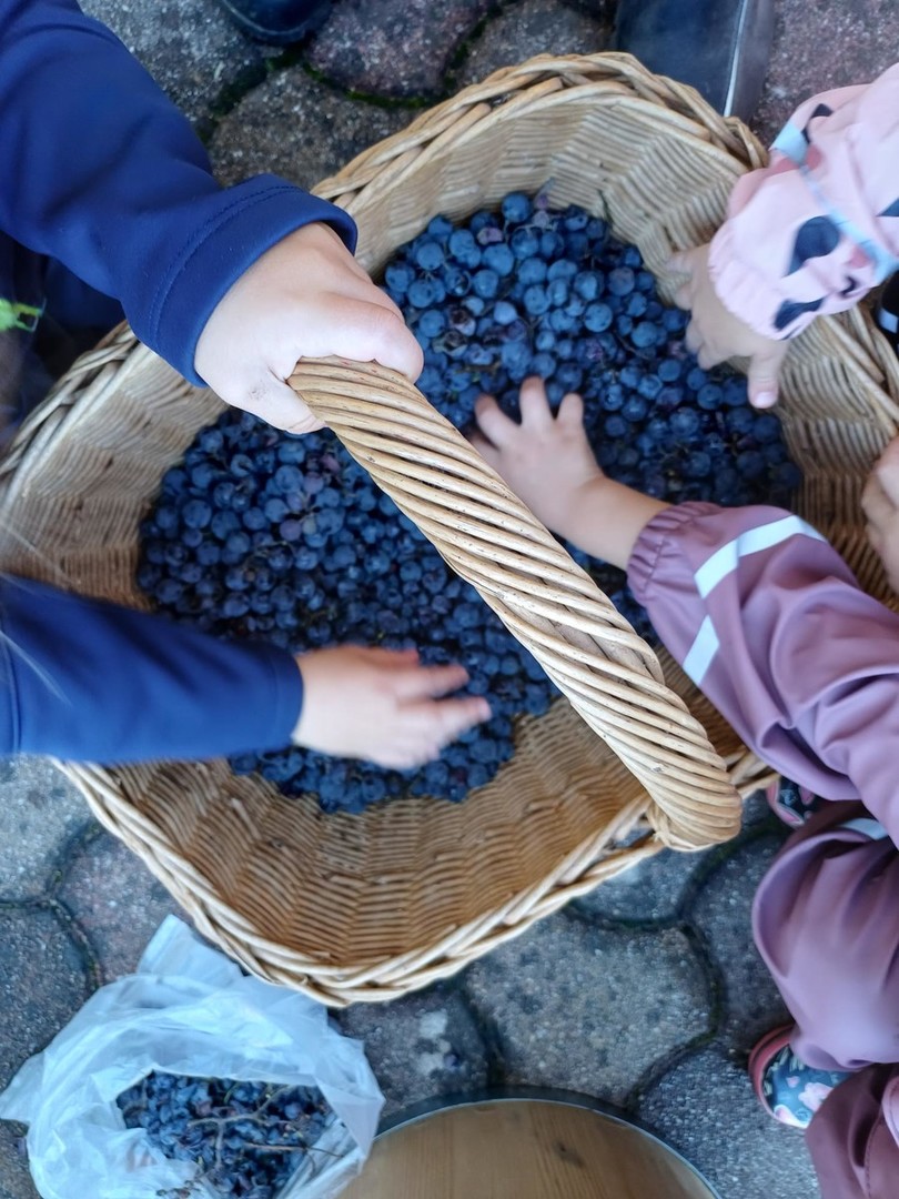 kategorija Zadišalo je po grozdnem soku